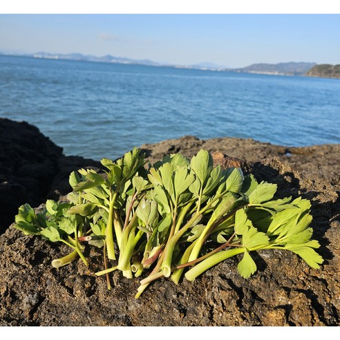 금오도의 햇살과 해풍을 머금은 싱그러운 방풍나물 이야기 방풍나물