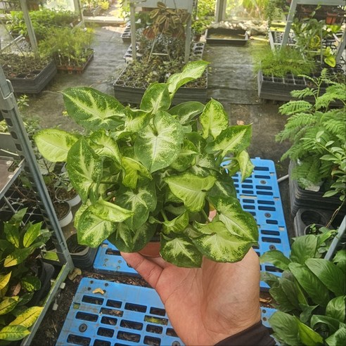 싱고니움 하나로, 방 안 가득 싱그러움을!