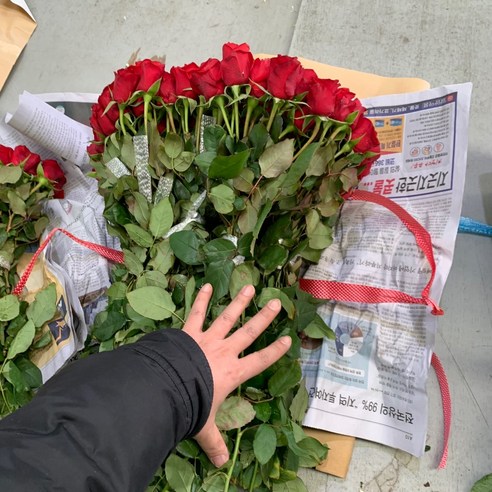 빨간 장미의 매력: 사랑과 열정의 고전적 상징