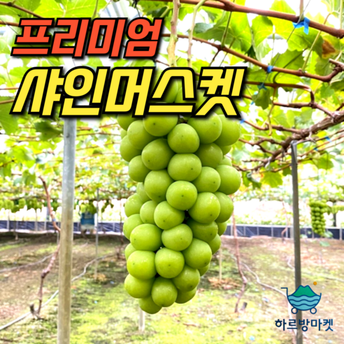 [농장직송] 국내산 고당도 샤인머스켓 선물세트 1kg 2kg 씨없는 포도 샤인머스캣 선물세트, 1개