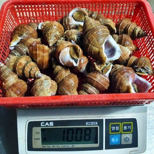 [잇팅나우ㅣ인기상품] 싱싱한 살고동 1kg(20-30미) [EatingNOWㅣ추천상품]