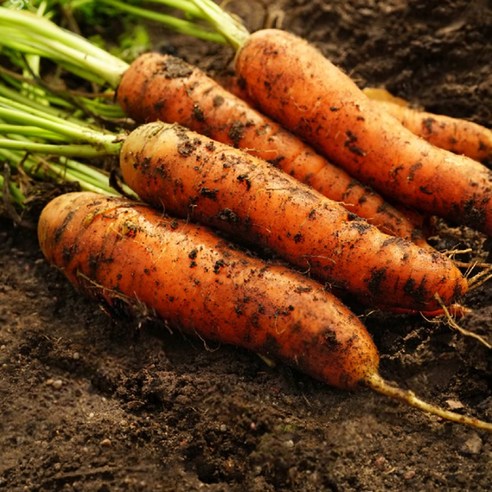 제주도의 선물, 최상의 국산 당근