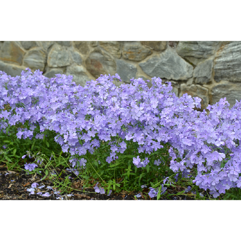 향기로운 봄을 부르는 차가플록스 - 향기플록스 퍼플의 매력