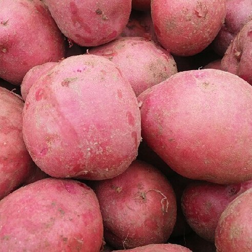 대지의 숨결을 담은 선물, 국내산 홍감자의 매혹적인 풍미 홍감자씨감자