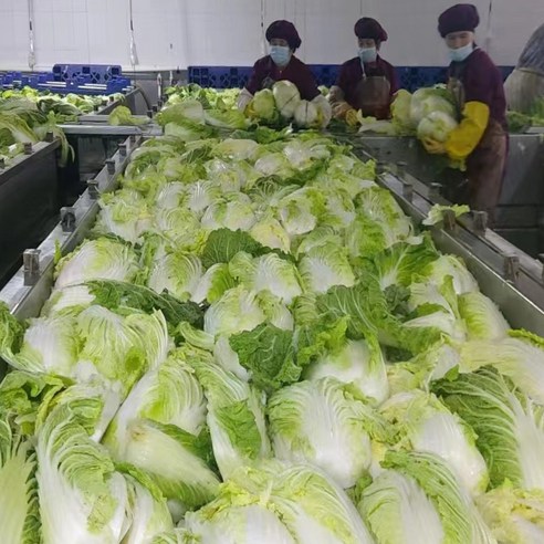 혼밥족 필수템! 갓성비 절단 맛김치로 김치 고민 끝