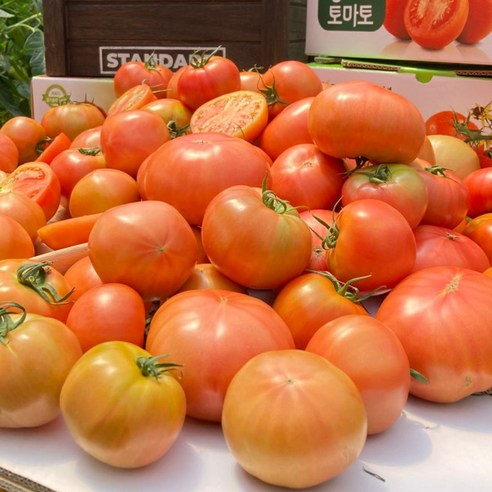 과즙 팡팡! 퇴촌 찰토마토로 맛과 건강을 한 번에!