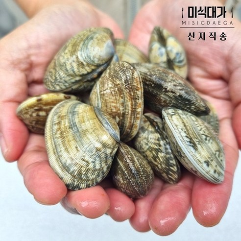 해감 바지락 술찜 조개탕 조개찜, 1개, 1kg, 참바지락