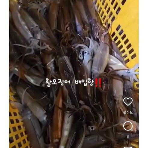 잡자마자 현지직송 귀하디 귀한싱싱한 생물 오징어 총알오징어 1kg(10미내외), 1박스