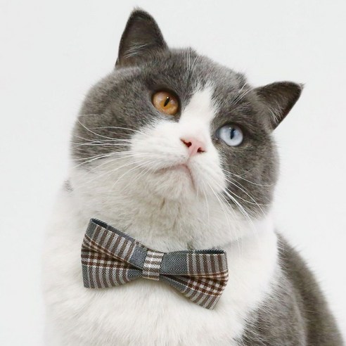 네오바트 버리 체크 강아지 고양이 반려동물 보타이 넥타이, 그레이체크, 1개, 나비넥타이
