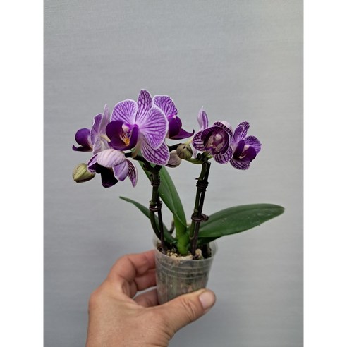 삭막한 내 방에 찾아온 힐링, 초소형 미니 호접란이 가져다 준 놀라운 변화! 미니호접란