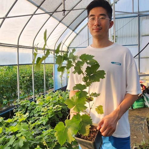 세종원예농원 거봉포도나무 묘목 자옥 3년생 포트묘 1주, 1개