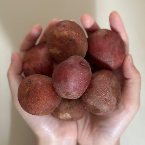 붉은 빛깔 속에 숨겨진 건강한 맛, 산들상회 햇 홍감자로 식탁을 풍요롭게