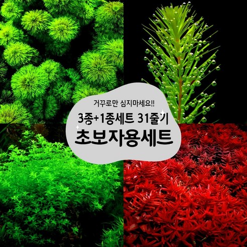 [착한수초] 거꾸로만 심지 않으면 되는 초보자용 수초 3+1종세트(31줄기) 암브리아 붕어마름 펄글라스 로타라블러드 / 음성수초 구피 새우 은신처 초보수초 수초레이아웃 수초어항