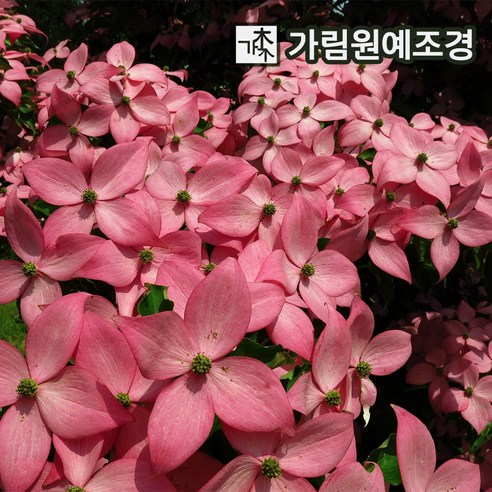 정원의 숨겨진 보석, 미꽃산딸나무로 당신의 공간을 특별하게.