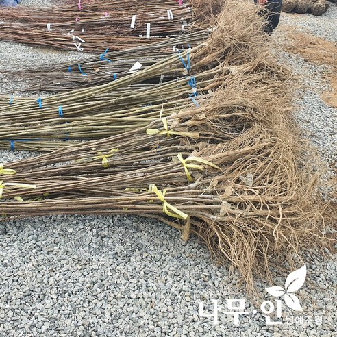 집에서 즐기는 가을, [나무인] 밤나무 묘목으로 시작하세요!