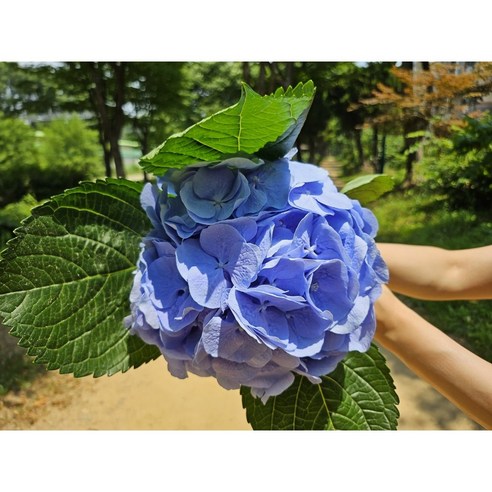 집안에 생기와 화사함을 더하는 유스풀몰의 수국 꽃다발