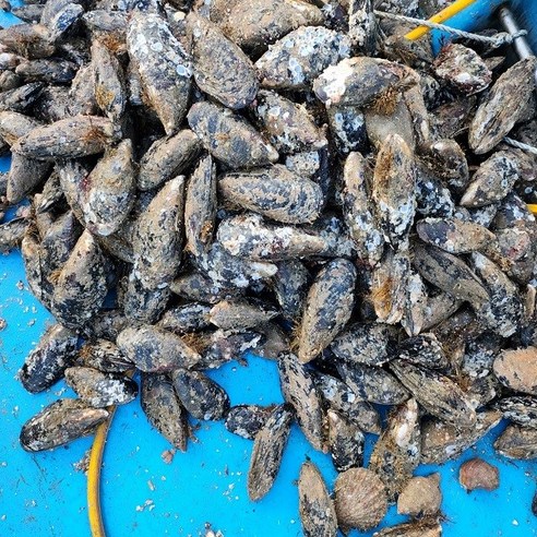 청정 백령도의 숨결, 자연산 홍합으로 식탁을 풍요롭게