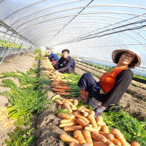 영양가 풍부한 제주 구좌 햇당근으로 건강한 식단을 즐기세요.