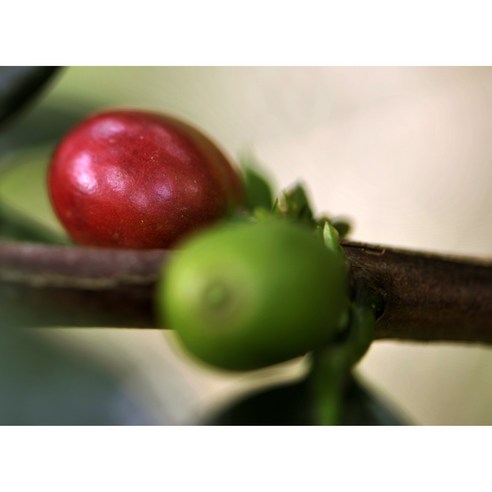 최상의 커피 경험을 위한 에티오피아 게이샤 G1 등급 생두 구지