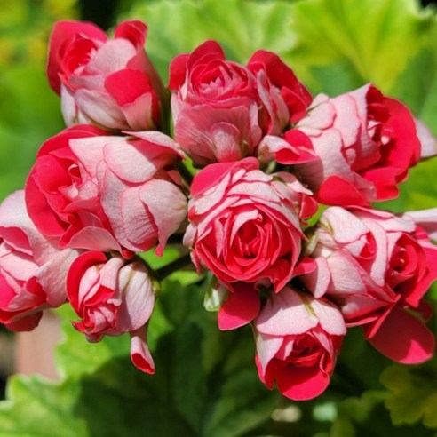 칙칙한 베란다에 활력을! 안드레아스로즈버드 제라늄으로 꽃피는 일상