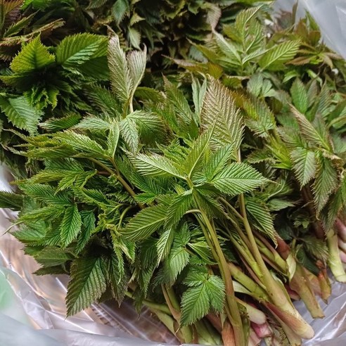 [제니네 제철과일] 산지직송 강원도 눈개승마 삼나물 봄나물, 2kg, 1개, 2L
