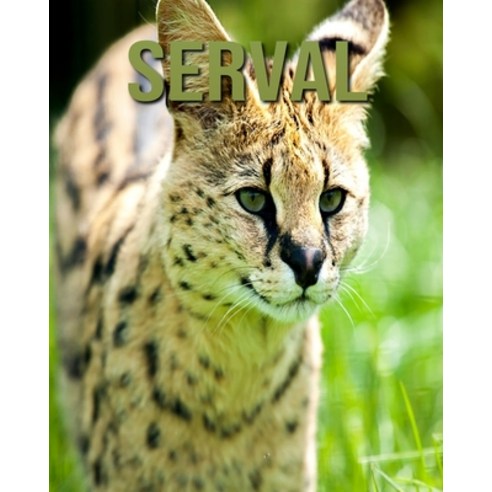 Serval: Amazing Photos of Animals in Nature About Serval Paperback, Independently Published