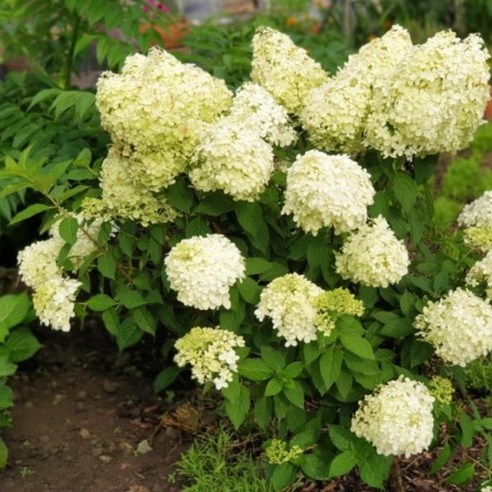 휑한 정원에 생기를 불어넣다! 풍성한 목수국으로 완성하는 나만의 정원 목수국