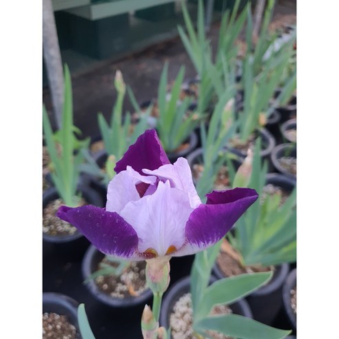 정원에 보랏빛 마법을! 독일 붓꽃으로 손쉽게 꿈꾸는 유럽풍 가든 독일붓꽃