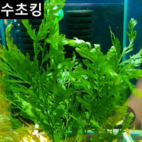 어항에 생기를 불어넣는 마법, 초보도 가능한 볼비티스 이야기 볼비티스