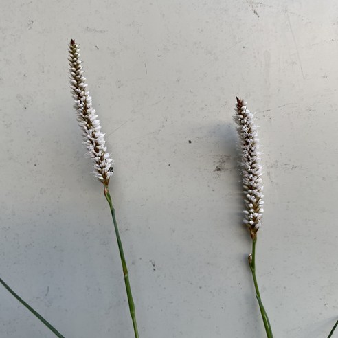 [다온야생화] W3205 백두산가는잎범의꼬리 (15cm) [랜덤], 1개