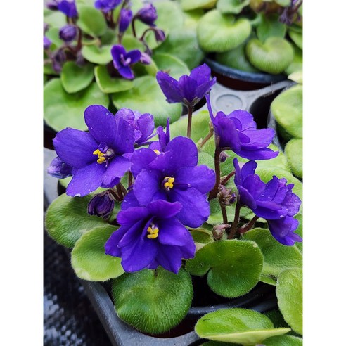 앙증맞은 행복, 미니 바이올렛 트윙클 블루로 시작하는 나만의 작은 정원 미니바이올렛