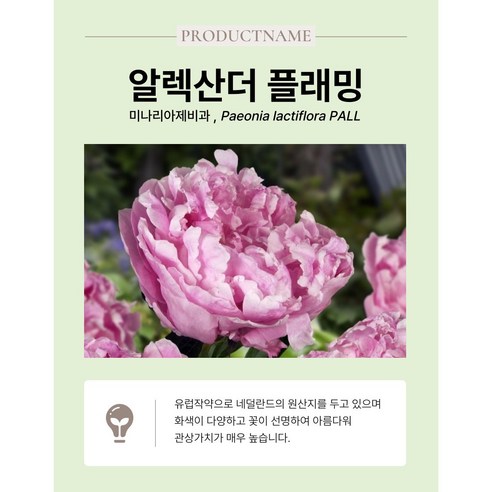 화려한 봄의 예고편: 네덜란드 작약 '알렉산더 플레밍'의 매력