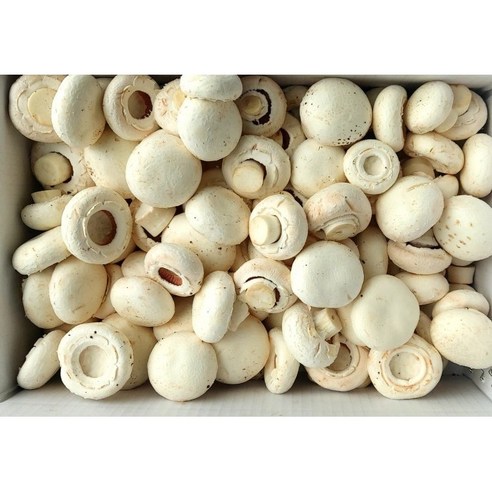 부여 못난이 양송이버섯(파지) 2kg 산지직송, 1개이라는 상품의 현재 가격은 16,900입니다.