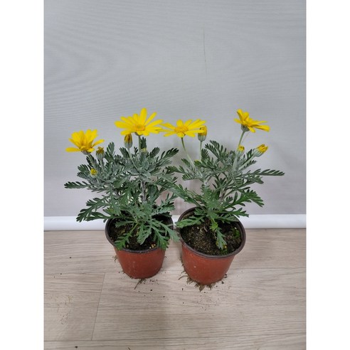 싱그러운 초록빛으로 시작하는 하루, 봄봄 유리호프스