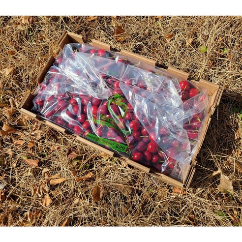 붉게 물든 여름의 선물, 칠레산 프리미엄 체리의 황홀경