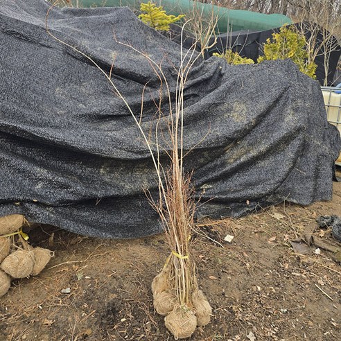 착한 가격으로 싱그러움을 집 안에, 나무생각 고광나무