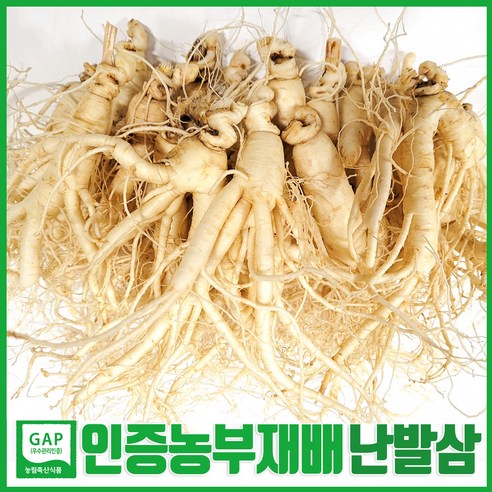 [직접 농사지은 GAP 인삼]6년근-5년근 인삼 못난이 난발삼 예쁜 정품 수삼 파삼 홍삼액달임오쿠용 삼계탕용 믹서용 가벼운 선물로도 좋아요!, 세척안함, 1.콩콩난(750g 30뿌리내외), 1개