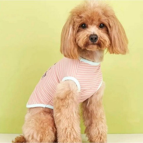 사랑스러운 강아지를 위한 완벽한 선택