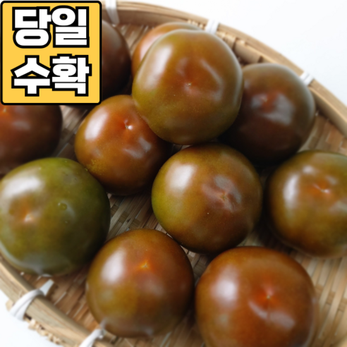 [신선함 보장] 화천 흑토마토 흙토마토, 흑토마토 5kg