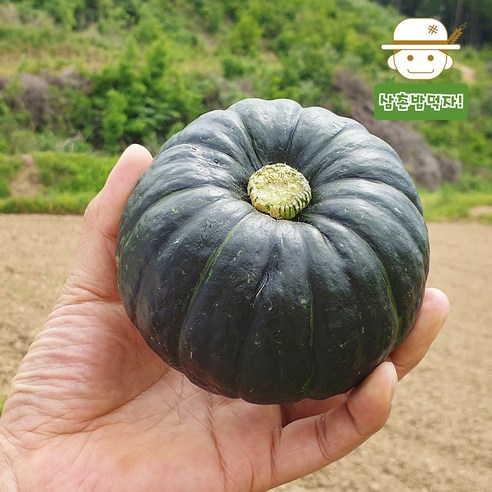[함평직송] 햇 수확 무농약 미니단호박(밤호박) 보우짱, 1개 미니밤단호박