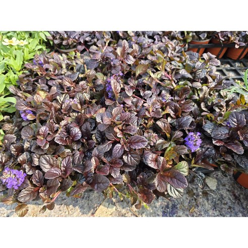 정원 초보도 금손 되는 마법, 애기아주가로 시작하세요!