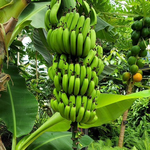 자연의 달콤함을 집으로