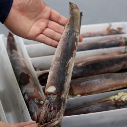 포항 구룡포 선동 초코오징어 2kg 10마리, 1팩 신진도오징어 포항 구룡포 선동 초코오징어 2kg 10마리, 1팩 신진도오징어