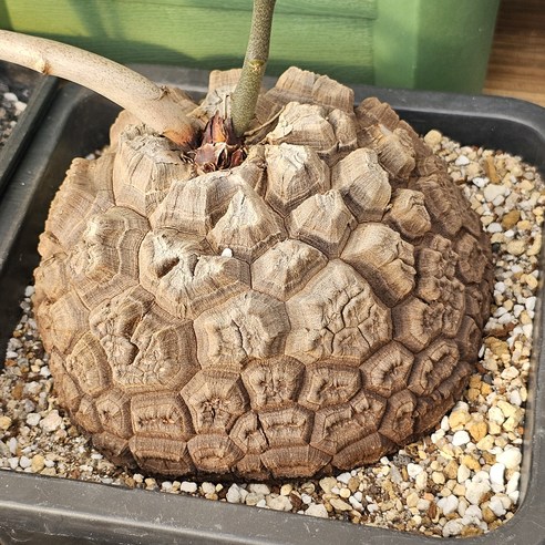 아프리카식물 구갑룡 대품 / 희귀다육이 인테리어식물 반려식물-