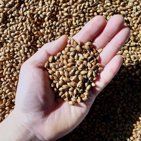 "물만 마셔도 속 편안한 하루, 저만 알고 싶은 보리차 찾았습니다!" – 구수한사람들 보리차 솔직 후기 구수한사람들