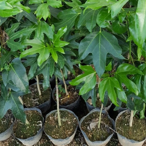 자연의 숨결을 담은 작은 선물, 황칠나무 묘목과의 만남 황칠나무묘목