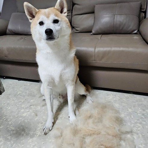 강아지 털갈이 빗 디디브러시 엉킨털 죽은털 제거 고양이, 디디브러시 S (9cm)