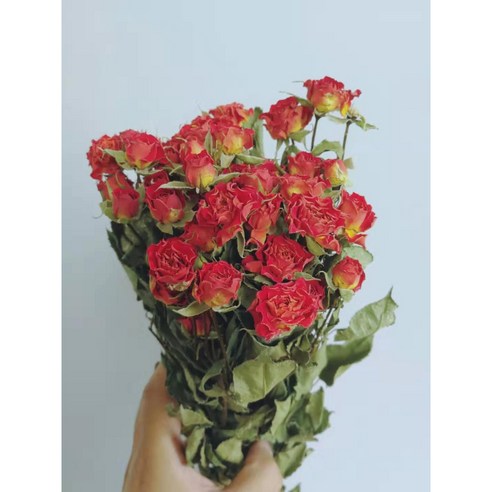 가팡 드라이플라워 장미 DRYI030, 04번 레드