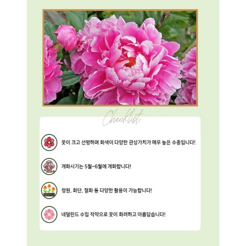 화려한 봄의 예고편: 네덜란드 작약 '알렉산더 플레밍'의 매력