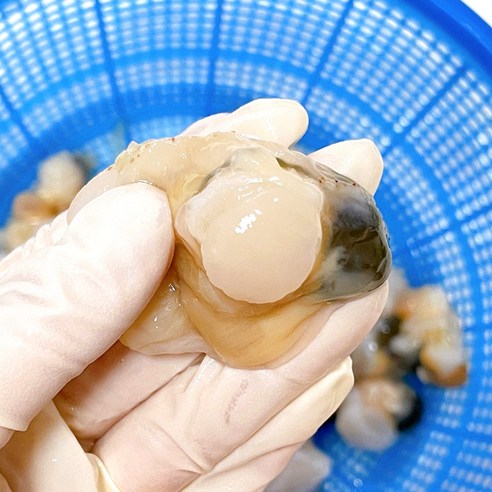 산지직송 국산 순살 깐 세척 가리비로 더 맛있고 편리한 요리 경험